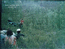 Ленинградская обл., пос. Сосново. 01.07.72. Взято с www.vissotski.da.ru